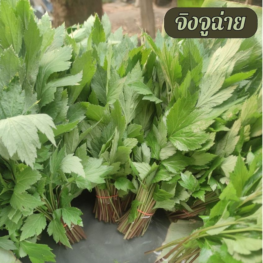จิงจูฉ่ายออร์แกนิก 100% สดใหม่จากสวน ปลอดสารเคมี ปลูกด้วยใจมากกว่า 7 ปี