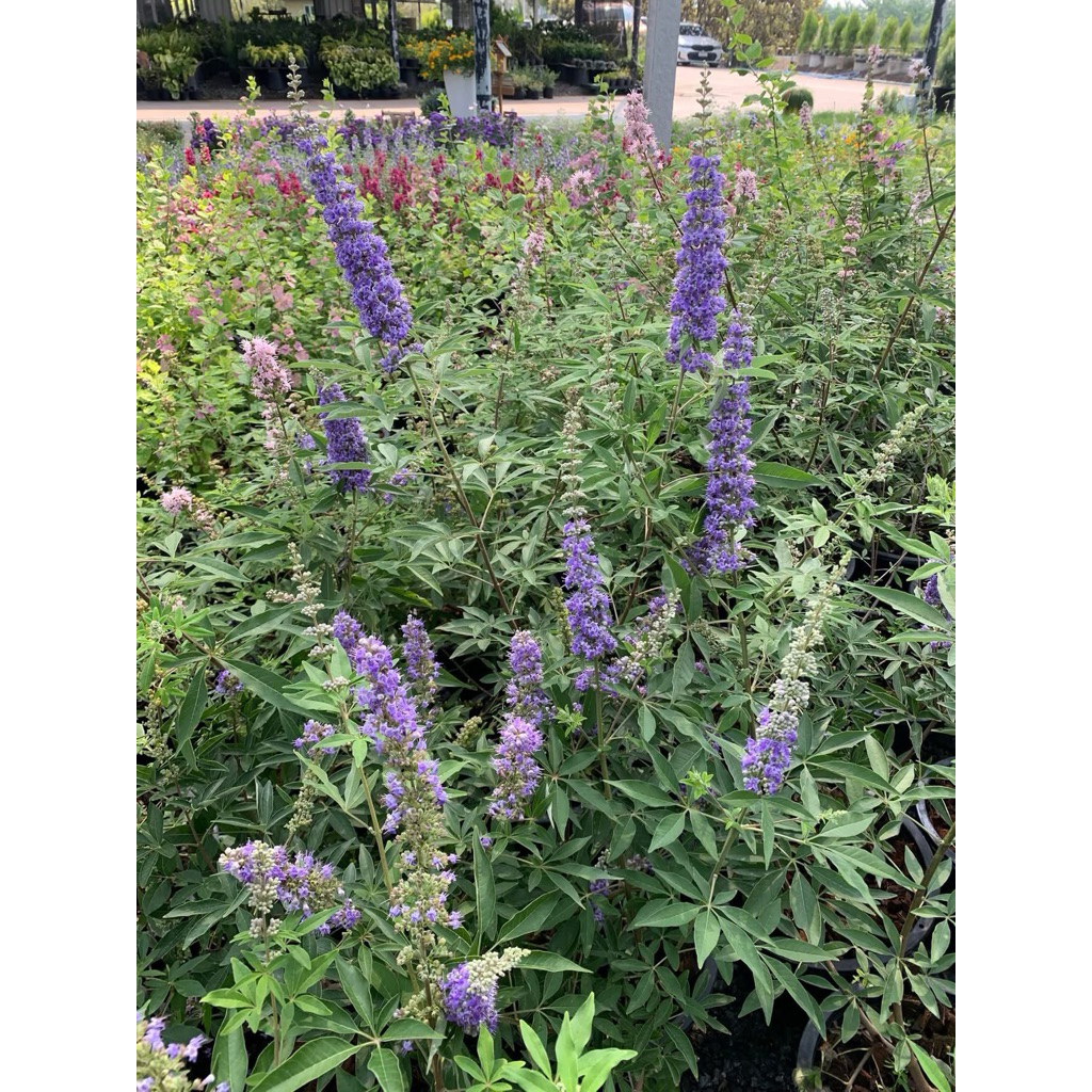 ต้นเชสต์เบอร์รี่ (Chasteberry) หรือ ไวเท็กซ์ (Vitex agnus-castus) เป็นไม้พุ่มที่นิยมปลูกประดับสวนกระ