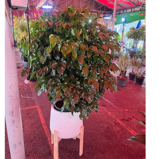 ต้นแฮปปี้ทรี Happy tree ปลูกในออฟฟิค ห้องรับแขกได้ อเดอน์ละต้นนะค่ะ🙏🏻❤️