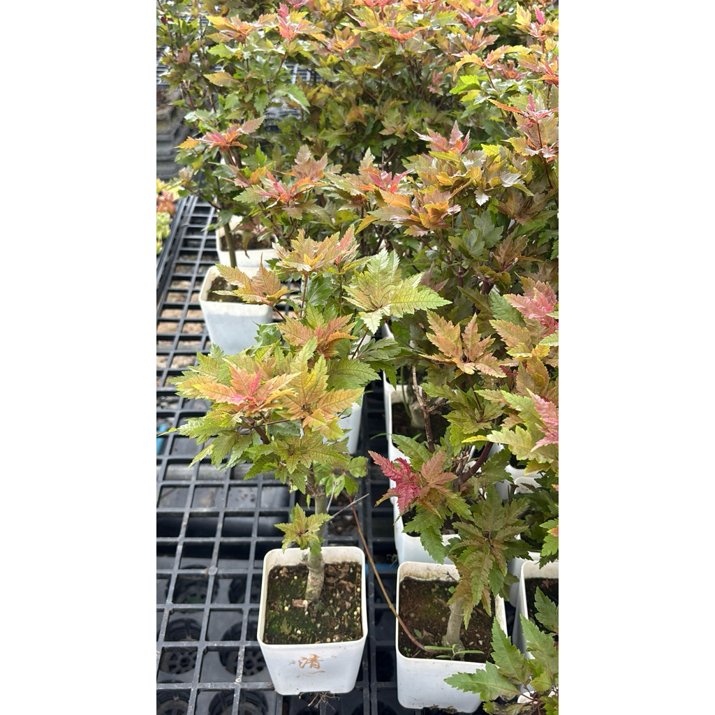 เข้ารอบส่ง24/5/26 เมเปิ้ลญี่ปุ่น สีแดง(Japanese Maple) โดยเฉพาะสายพันธุ์ที่มีใบสีแดง เช่น Deshojo หรือ Beni-Maiko 30cm