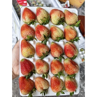 สตอเบอรี่สด 🍓คัดก่อนส่งค่ะ🍓สด ใหม่ แข็งแรง เดินทางได้ค่ะ🔖