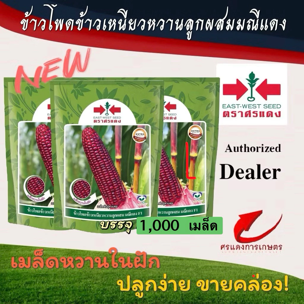 ข้าวโพดข้าวเหนียวมณีแดง 1000 เมล็ด #ข้าวโพดข้าวเหนียว #ข้าวโพดตราศรแดง #เมล็ดพันธุ์ข้าวโพด #ข้าวโพดสีแดง
