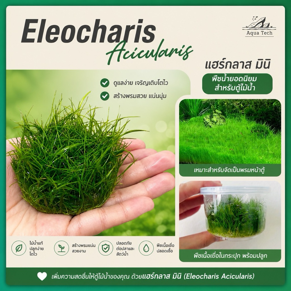 (ส่งด่วนจากกทม.) ไม้น้ำ แฮร์กลาสมินิ ไม้เนื้อเยื่อ ไม้พื้นสนามหญ้า ☘️🌱 Carpet plant