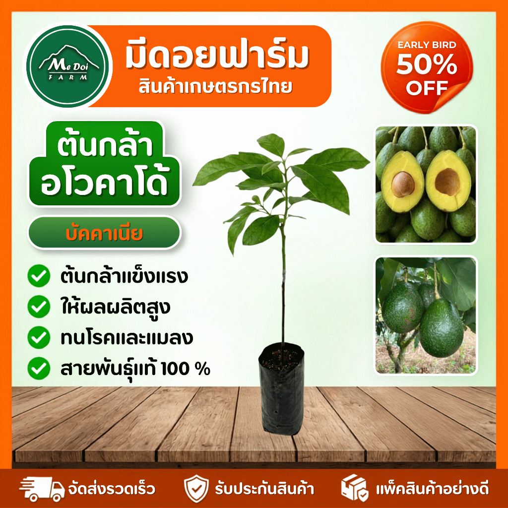ต้นพันธุ์อโวคาโด้ บัคคาเนีย (Buccaneer) แท้ 100% ต้นกล้าเสียบยอดพรีเมียม โตไว ลูกดก ทนร้อน พร้อมปลูก