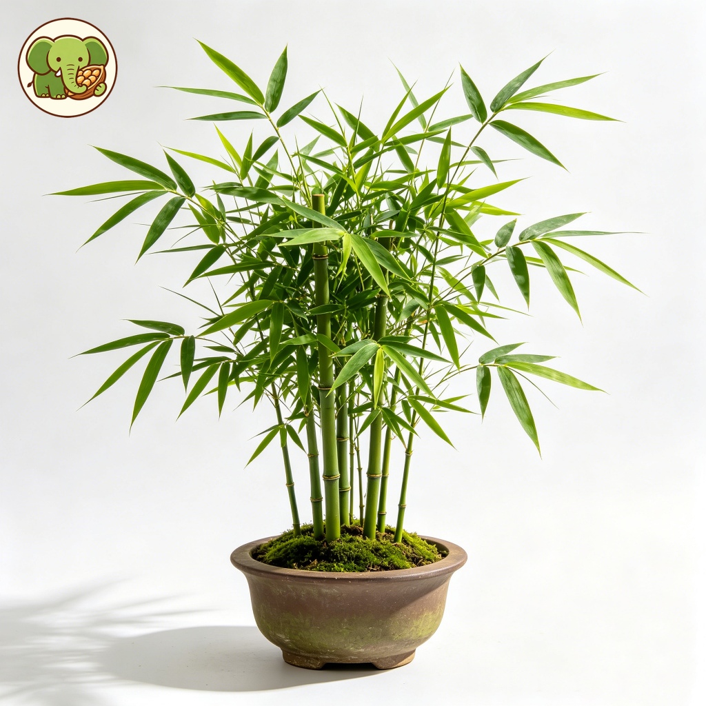 ไผ่โมโซ [สายพันธุ์แท้] เมล็ดไผ่ เมล็ดพันธุ์ไผ่ เมล็ด 25 เมล็ด