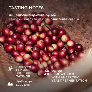 Roots Coffee เมล็ดกาแฟ แสนชัย คั่วกลาง เหมาะสำหรับชงแบบ Espresso, Moka Pot, Drip, French Press, Cold Brew, AeroPress