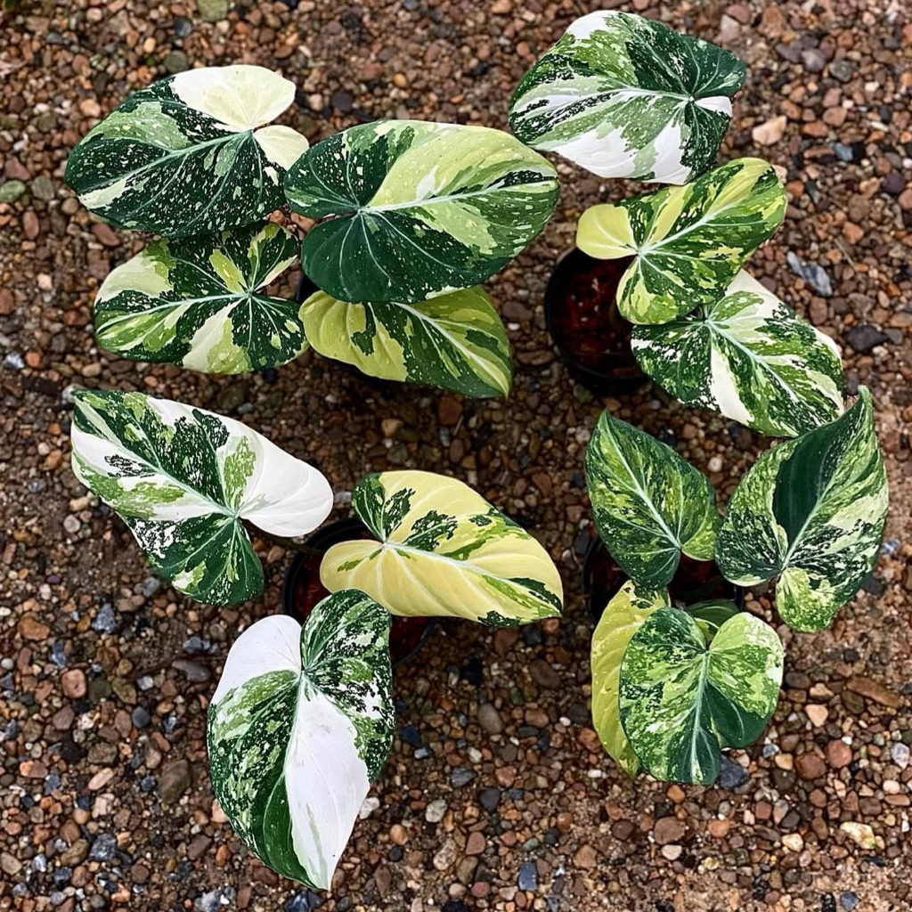 ฟิโดเดรนดรอน กอลิออซั่มด่างสามสี Philodendron gloriosum รูปที่ 2