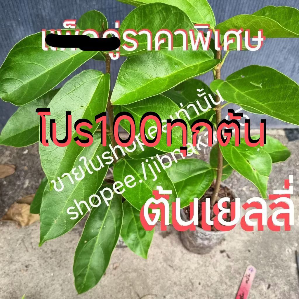 ุต้นเยลลี่ (cincau) กิ่งชำ ต้นทรงพุ่ม (2ก.ค.2569)พร้อมส่ง สอบถามได้ครับ