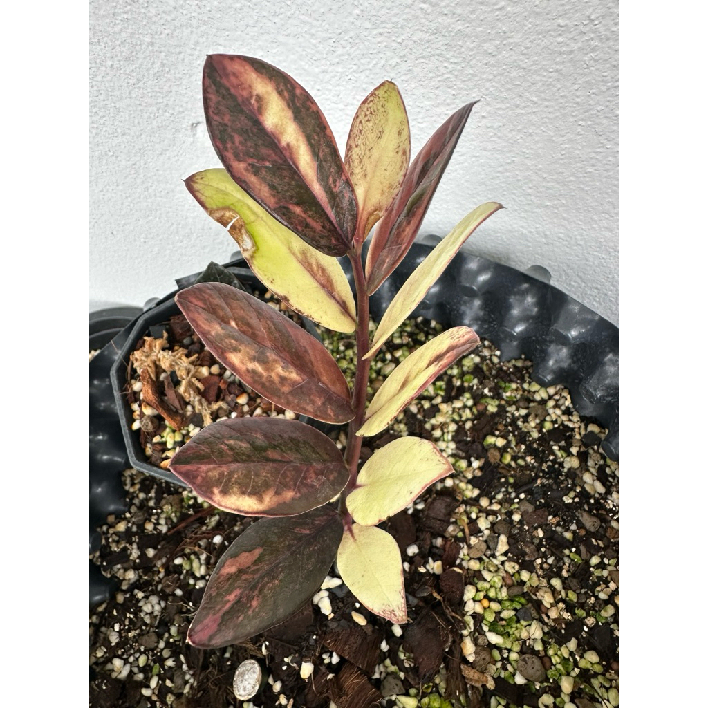 กวักมรกตดำด่างยอดทอง (ZZ Akebono Black Variegated)