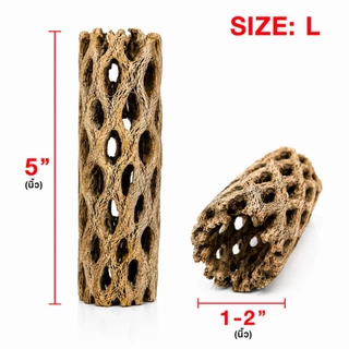 Cholla Wood 5inch ซื้อ 3 ชิ้น แถม 1 ชิ้น คัดพิเศษ ขอนไม้บ้านกุ้ง บ้านกุ้งแคระ กุ้งเรดบี