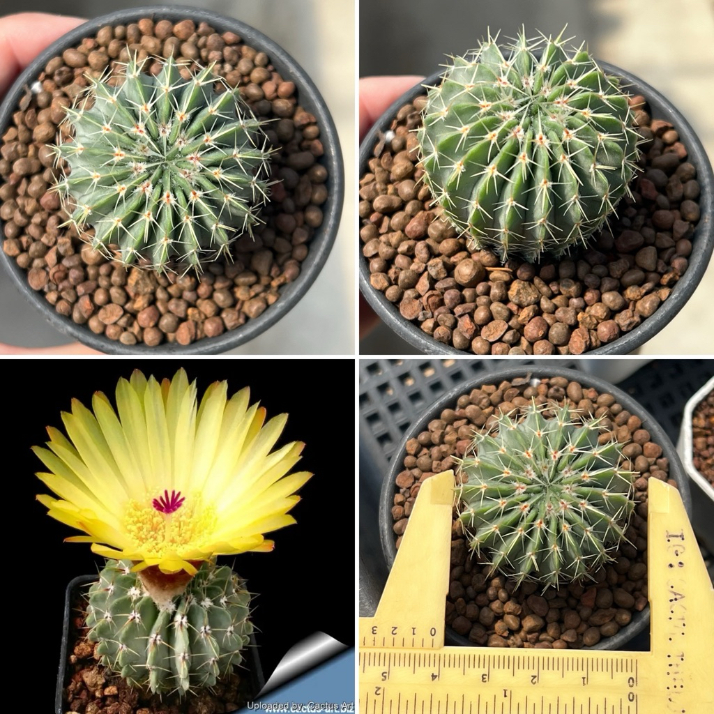 Notocactus Buiningii: โนโต บุยนิงกิไอ แคคตัส ดอกเหลือง กระบองเพชร