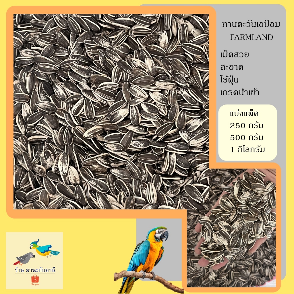 ทานตะวัน เอป้อม เมล็ดใหญ่ สวย สะอาด (แบ่งแพ็ค 250 500 กรัม และ1 กิโลกรัม)
