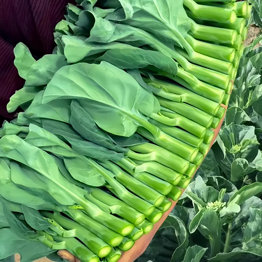 เมล็ดพันธุ์ผักคะน้ายอด 200 เมล็ด Chinese Kale Seeds [ 10 เเถม 1 คละได้ ]