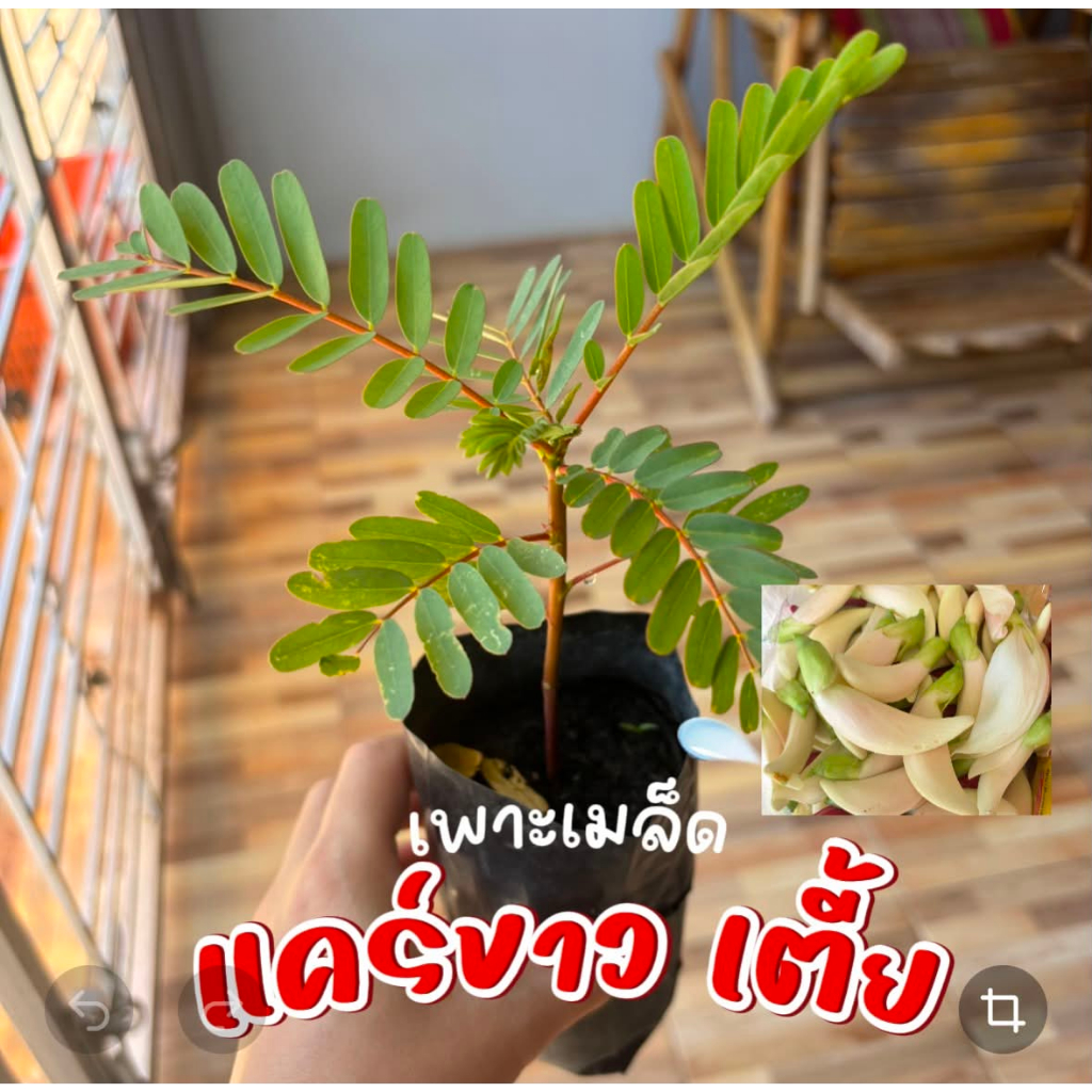 ต้นแคขาวตี้ย ผักสวนครัวกินได้ ปลอดสาร ปลูกง่าย