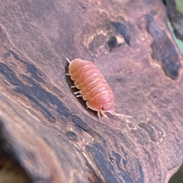 lsopod murina orange ไอโซพอด มูส้ม 🍊