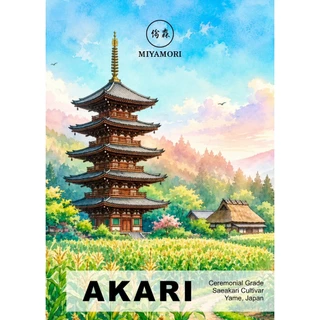 AKARI มัทฉะ สายพันธุ์เดี่ยว โทนถั่ว จากญี่ปุ่น‼️ FUKUO Single Cultivar Yame Matcha เกรดพิธีการ