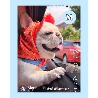 หมวกซัมเมอร์น้องหมา หมวกไปทะเลหมาแมว ผ้าพันคอซัมเมอร์ mormat