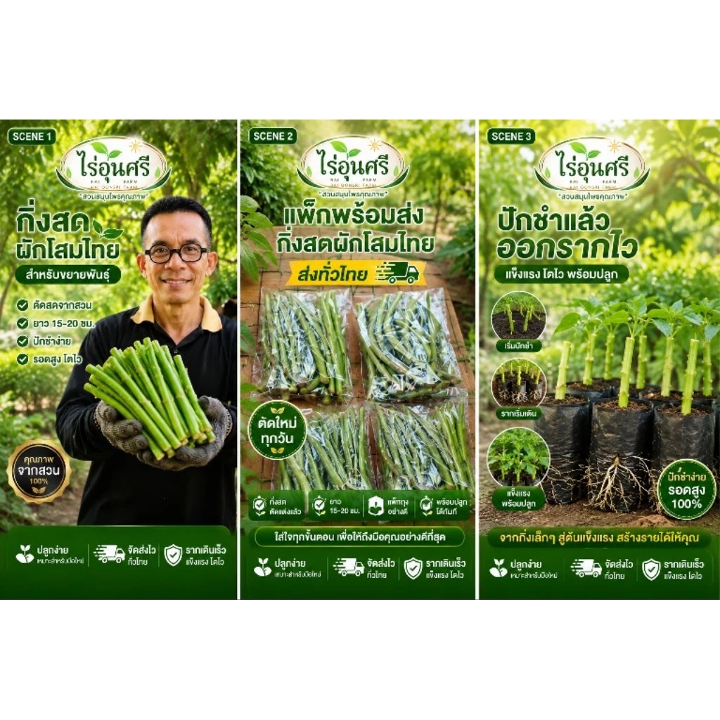 กิ่งละ 3 บาท! โสมไทยกิ่งสด พร้อมปักชำ ชุด 20 กิ่ง 50 บาท (แถมเพิ่มในตัว) จากไร่อุ่นศรี