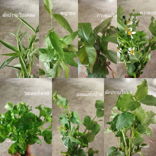 มิตรมนต์ | ชุดผักแข็งแรง🥬 สำหรับปั่นเพื่อสุขภาพ จะทานสด หรือจะทำน้ำผักปั่นก็ได้ สด สะอาด ปลอดสาร อ่านรายละเอียดก่อนสั่ง