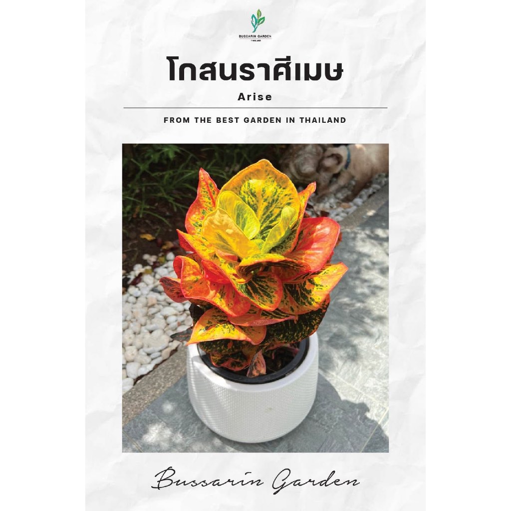 ต้นโกสนพันธุ์ ราศีเมษ ไซส์สูง 20-30 เซนติเมตร ซื้อ 10 แถม 1  (จัดส่งแบบถอดกระถาง+รับประกันสินค้า)