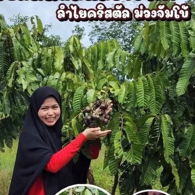 ลำใยคริสตัลม่วงจัมโบ้ ต้นพันธุ์แท้จากยะลา ซื้อ 5 ต้นแถม1ต้น