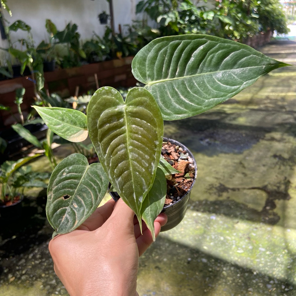 หน้าวัวคิง (King Anthurium) หรือมีชื่อวิทยาศาสตร์ว่า Anthurium veitchii คือไม้ใบระดับท็อปในตระกูลแอนทูเรียม