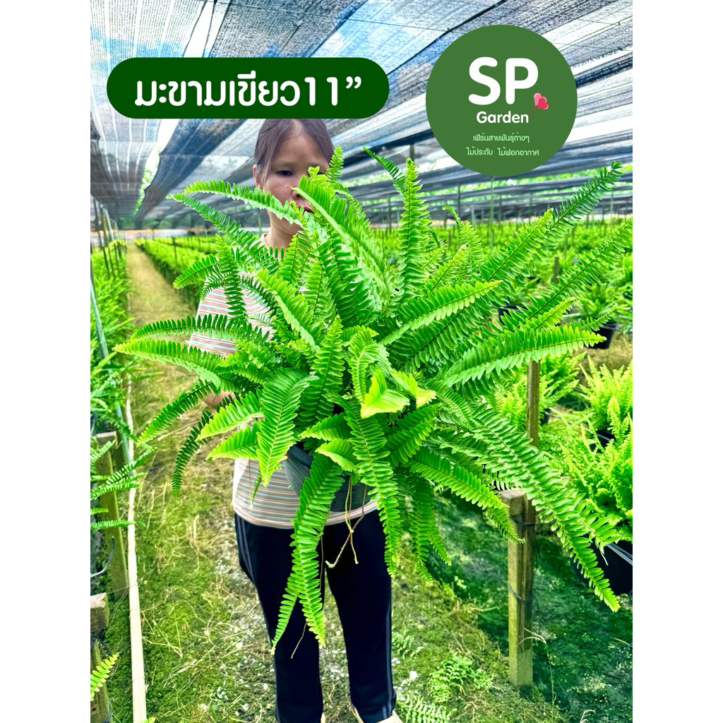 [SP GARDEN] เฟิร์นมะขามเขียว ขนาดกระถาง 11 นิ้ว