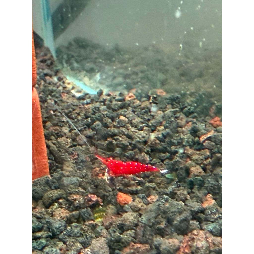 กุ้งสุราเวสี white spotไซสกลาง(พร้อมส่งทุกวัน)
