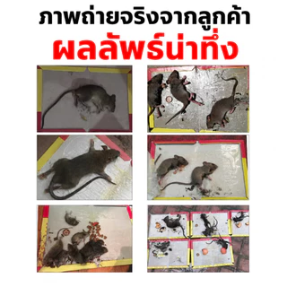 （COD）แผ่นกาวดักหนู 5/10/20/30 ชิ้น กาวเหนียวแน่น แผ่นหนา ดักหนูตัวใหญ่ ใช้ในบ้าน ครัว โกดัง วางง่าย ปลอดภัย ไม่ไหลเยิ้ม.