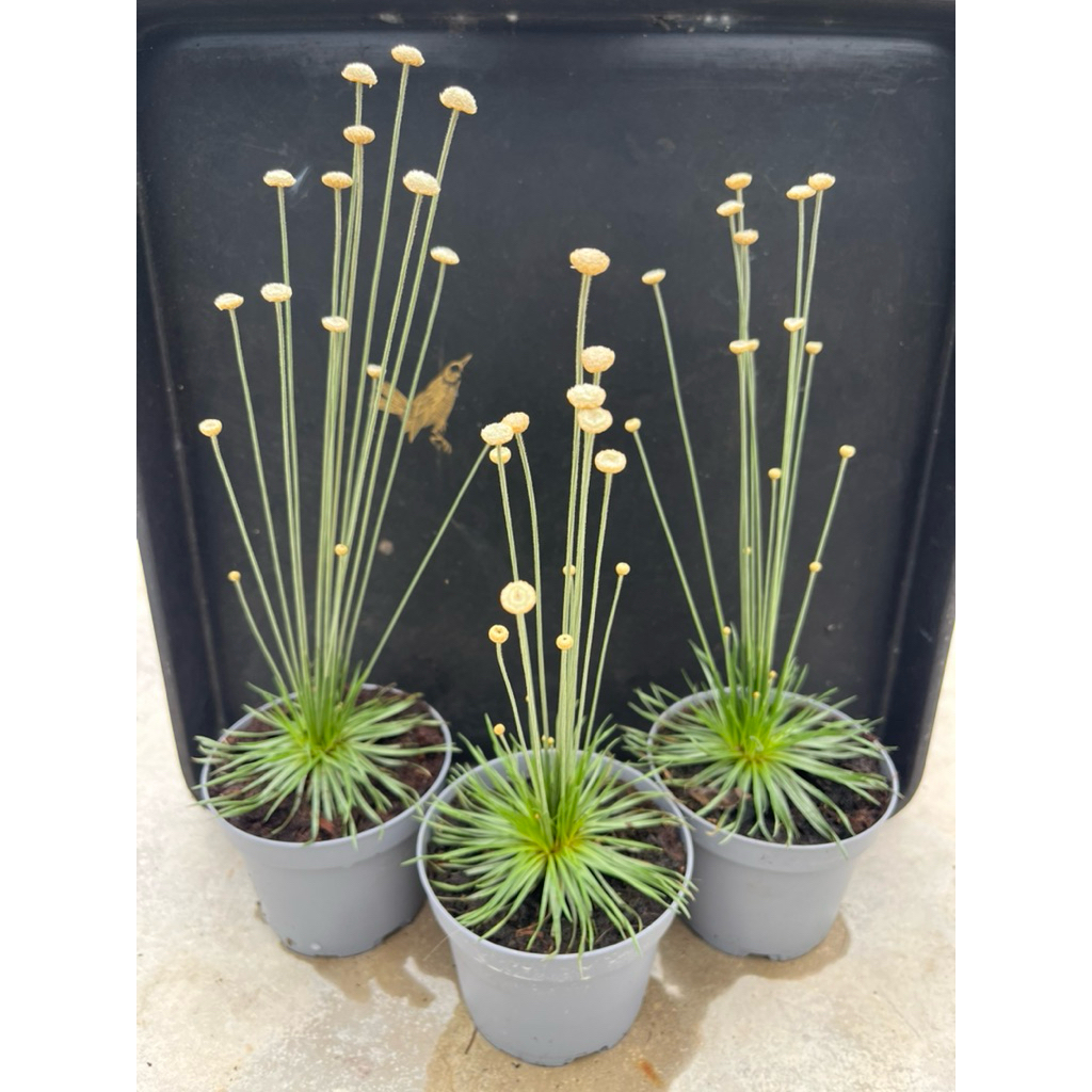 Sygonanthus  * Mikado*  ไม้ฮอลแลนด์ ต้นดาวระยิบระยับ
