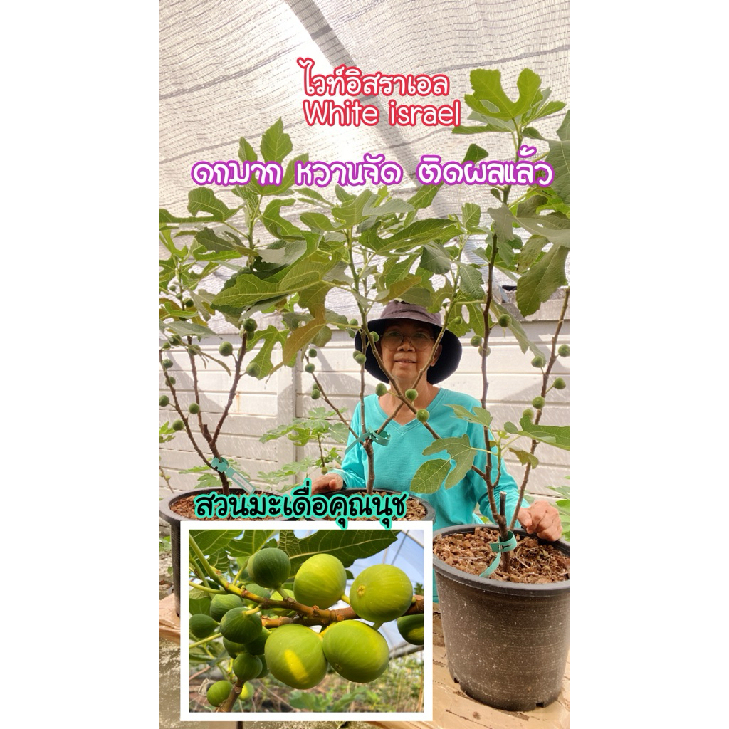 ต้นมะเดื่อฝรั่งไวทอิสราเอลรุ่นใหญ่ ติดผลแล้ว ขอดูต้นจริงได้ค่ะ,white israel figs tree,12”potted already have fruit.