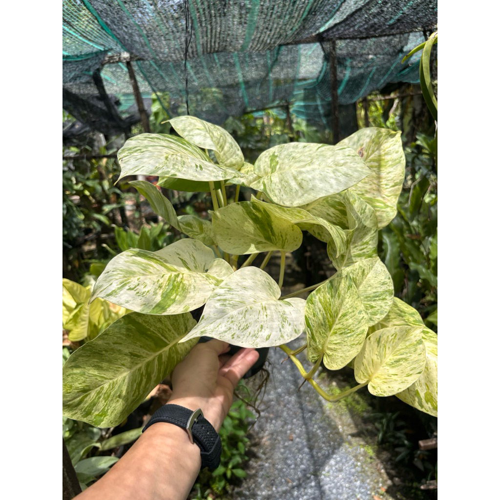 ราชินีหินอ่อน  Epipremnum mable queen