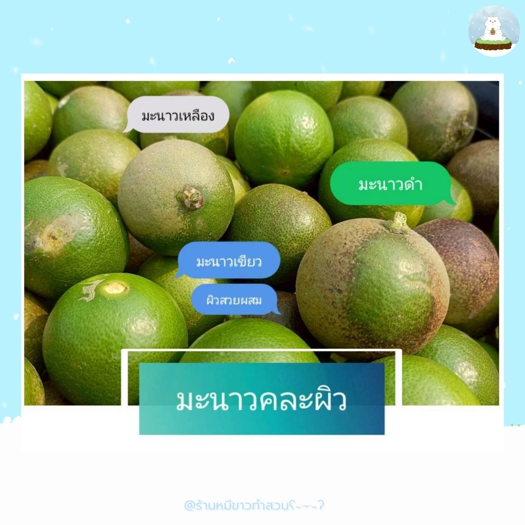 มะนาว แป้นพิจิตร ,คละผิว คละไซส์ ,รวมผิวสวยผสม ผิวดำ มะนาวเหลือง ปลอดสารพิษ เก็บสดจากสวน