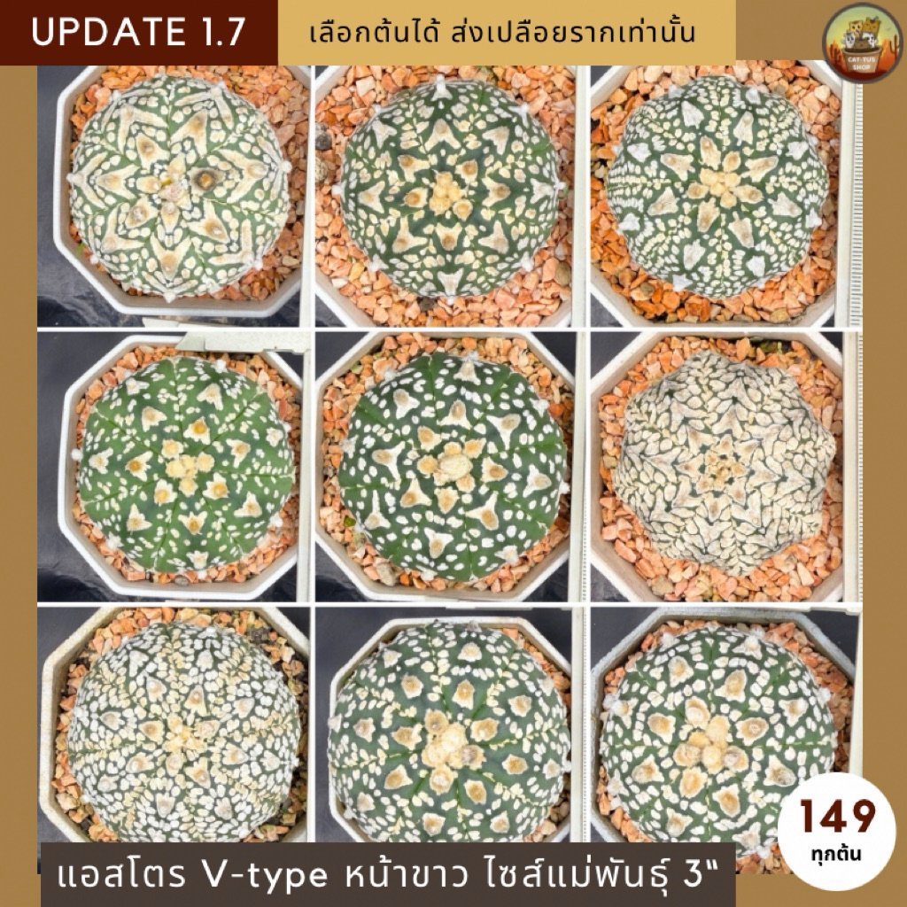 [ Update 1.7 ] กระบองเพชรAstrophytum V-type แอสโตรเพาะเมล็ดไซส์แม่พันธุ์ในกระถาง 3 นิ้ว จัดส่งแบบเปลือยราก