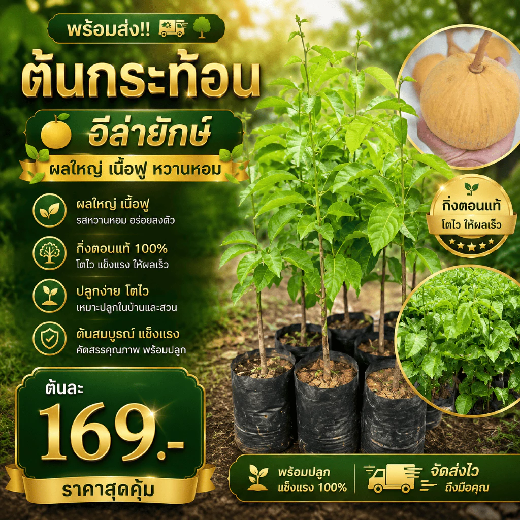 ( พร้อมส่ง ‼️ ) 🍈 ต้นกระท้อนอีล่ายักษ์ ผลใหญ่ เนื้อฟู หวานหอม 🌿 กิ่งตอนแท้ โตไว พร้อมปลูก ต้นละ 169.- 💚