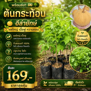 ( พร้อมส่ง ‼️ ) 🍈 ต้นกระท้อนอีล่ายักษ์ ผลใหญ่ เนื้อฟู หวานหอม 🌿 กิ่งตอนแท้ โตไว พร้อมปลูก ต้นละ 169.- 💚