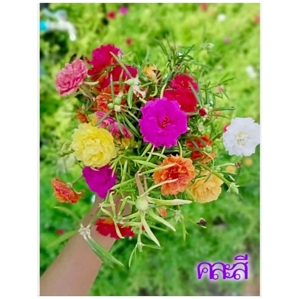 แพรเซี่ยงไฮ้ กิ่งแพรเซี่ยงไฮ้ 50 กิ่ง(ตัดกิ่งยาวอวบ คละทุกสี)ดอกคุณนายตื่นสาย
