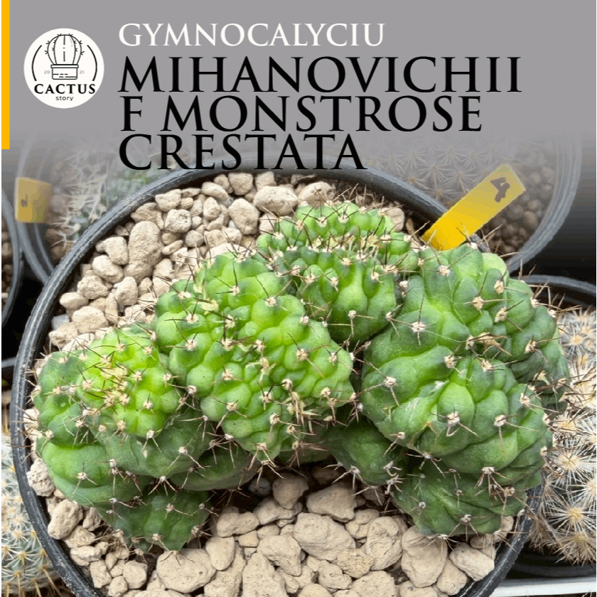 Gymnocalycium mihanovichii f monstrose crestata ยิมโนหน้าผีคริส กระถาง 4 นิ้ว