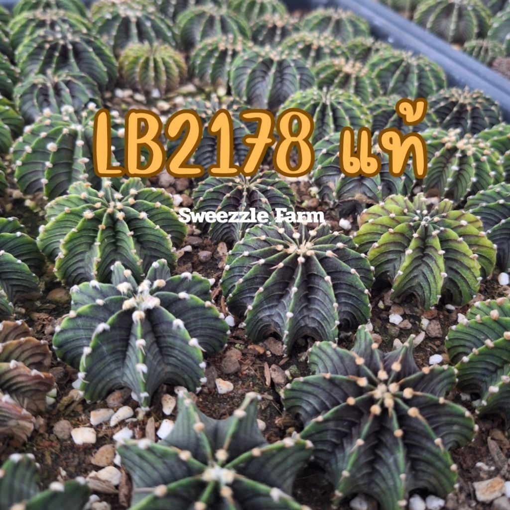 กระบองเพชร แคคตัส (Cactus) LB 2178 ไม้เพาะเมล็ด ขนาด 4-5 cm ส่งแบบถอดกระถาง เลือกจำนวนพูในตัวเลือก