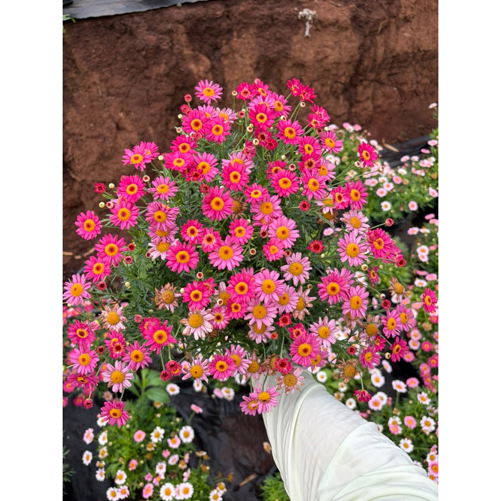 🌸เดซี่🌸 สินค้าพร้อมส่ง