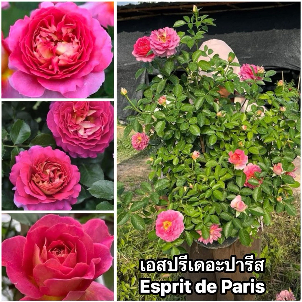 กุหลาบ-เอสปรีเดอะปารีส​ Esprit De Paris (กระถาง 12 นิ้ว)  สีชมพู หอมแรง กลิ่นผลไม้ เลี้ยงง่าย