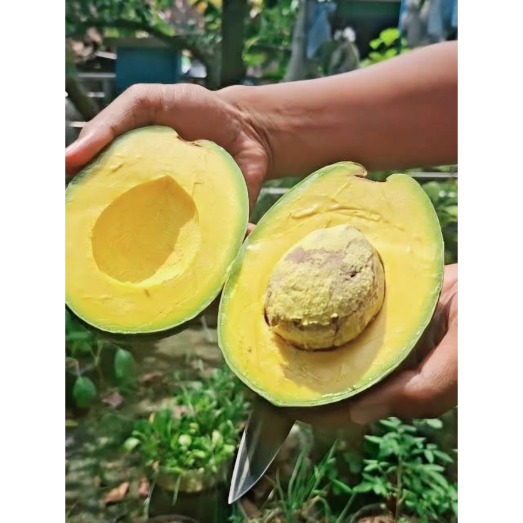 อโวคาโด้สายพันธุ์จากอินโดนีเซียเสียบยอด พันธุ์มิกิ้ Miki Avocado มี 2 ขนาดให้เลือก (Alpukat Miki)