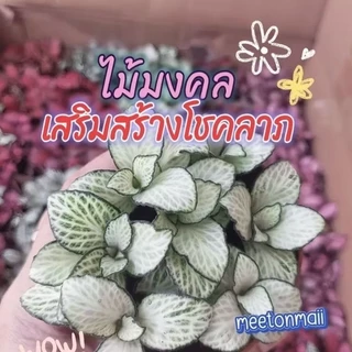 ต้นพรมออสเตรเลีย3นิ้ว ไม้มงคล ช่วยเสริมการเติบโตและพลังงานที่ดี