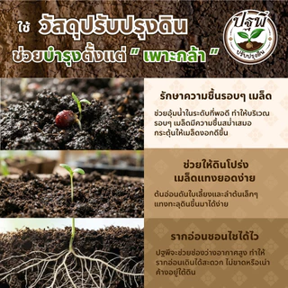 เมล็ดพันธุ์ ผักปลังญี่ปุ่น พันธุ์มุราซากิ บรรจุ50เมล็ด+/ซอง ปลูกง่าย งอกดี ยอดใหญ่ เมือกน้อย(เป็นที่นิยมมาก)