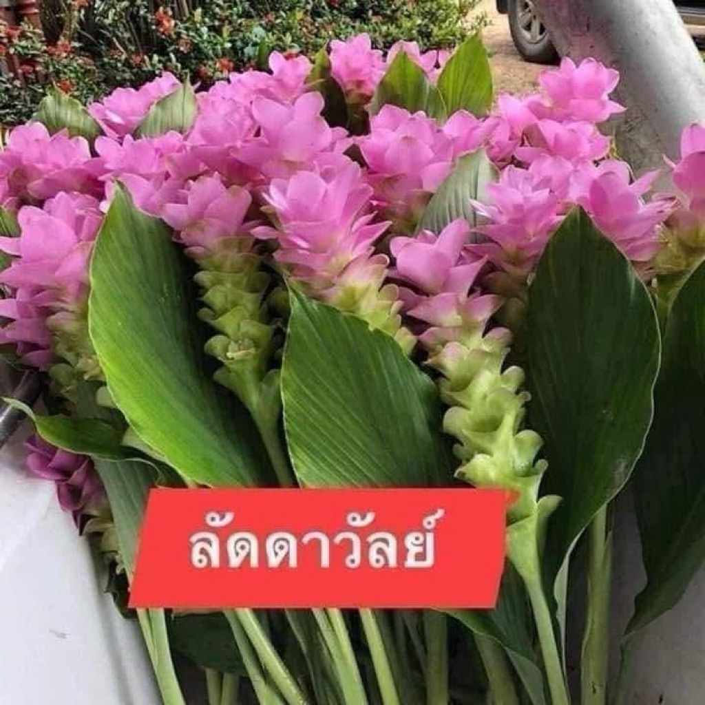 ดอกกระเจียวปทุมมา ลัดดาวัลย์ หัวละ60บาท ส่งแบบหัว ออกดอกใหญ่ สีชมพูสดใส