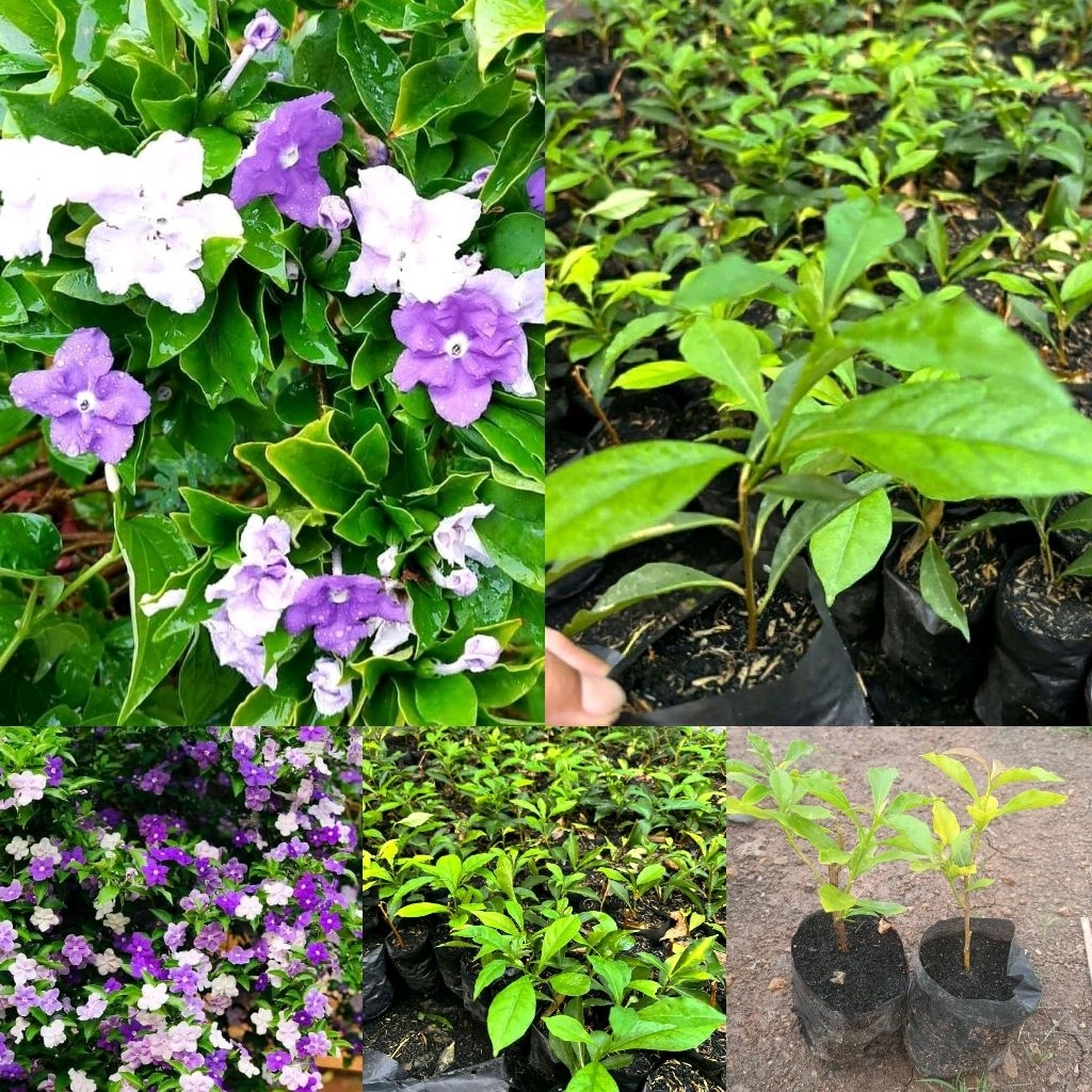 ต้นพุดสามสีตกต้นละ12฿1ชุด10ต้น10ถุงดำ