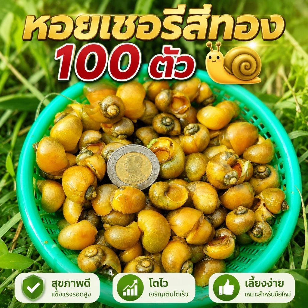 100 ตัว หอยเชอรี่สีทอง 🐌 สุขภาพดี • โตไว • เลี้ยงง่าย