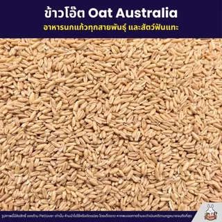 (5KG/10KG) ข้าวโอ๊ต Oat Australia เกรด A ข้าวโอ็ต อาหารนกแก้ว และสัตว์ฟันแทะ สะอาด ร่อนฝุ่นทุกถุง