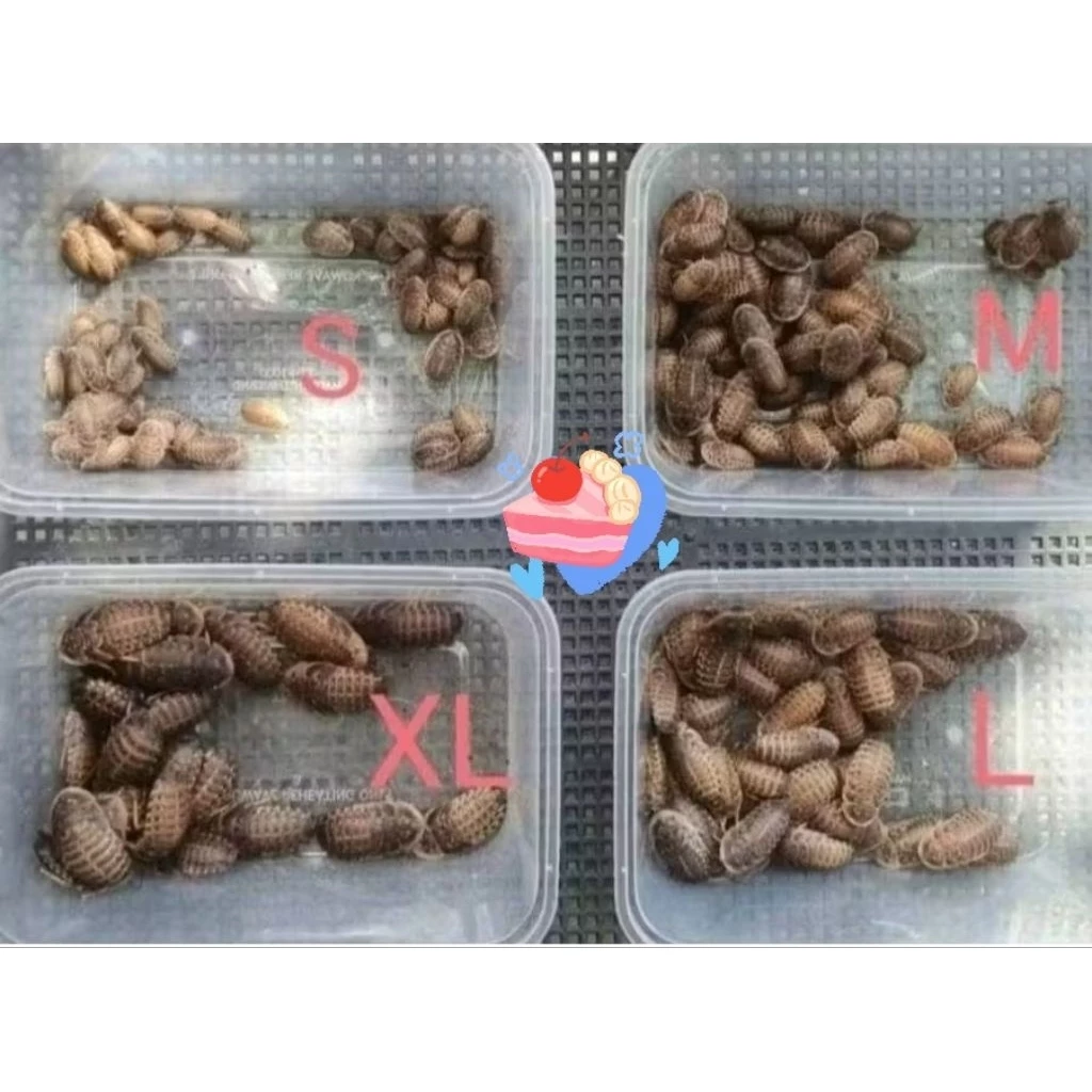 แมลงอาหารสัตว์ exotic pet