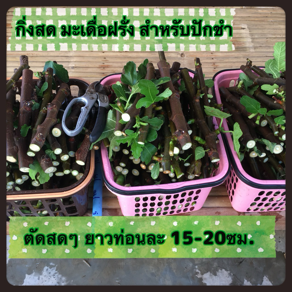 กิ่งสดมะเดื่อฝรั่ง ชุดสายพันธุ์ละ2กิ่ง